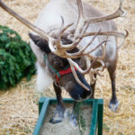 Reindeer at Watson's Nursery