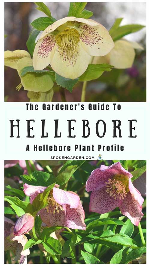 A single cream-colored Hellebore and a trio of pink Hellebores as advertised in Spoken Garden's 
