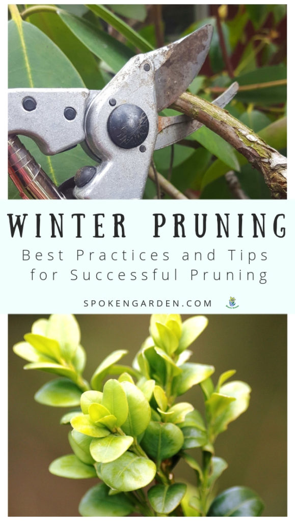 Winter pruning best practices 