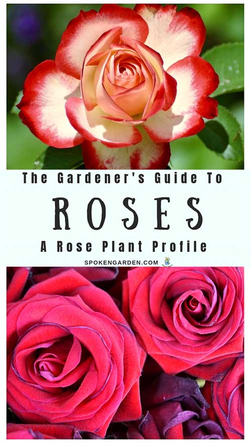 A vibrant red and white single rose and a pair of reddish-pink colored roses are displayed on Spoken Garden's 