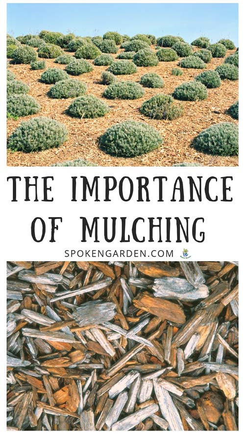 Lavender surrounded by mulch and wood mulch with text overlay in Spoken Garden's post advertisement