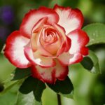 February Plant Profile: The Rose