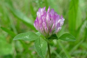 Clover Pic5 2
