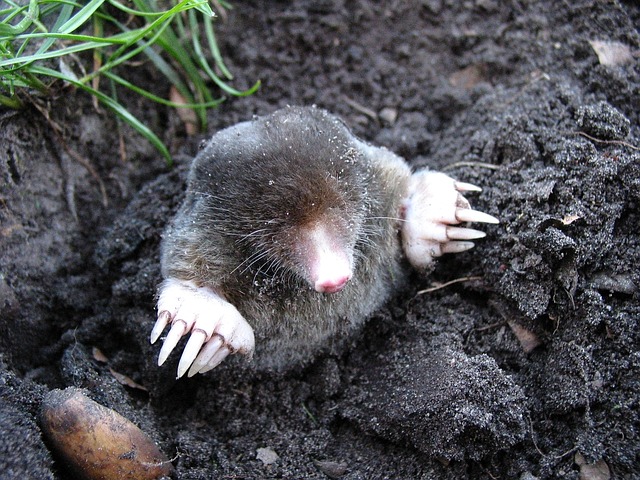 Mole pushing up through dirt in Spoken Garden's post