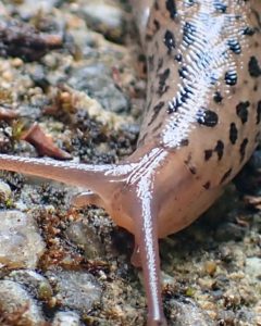 Slugs are pests that invade your garden. Prevent or treat them using natural methods Read more at spokengarden.com