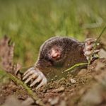 Mole, the garden pest extraordinaire-Spoken Garden