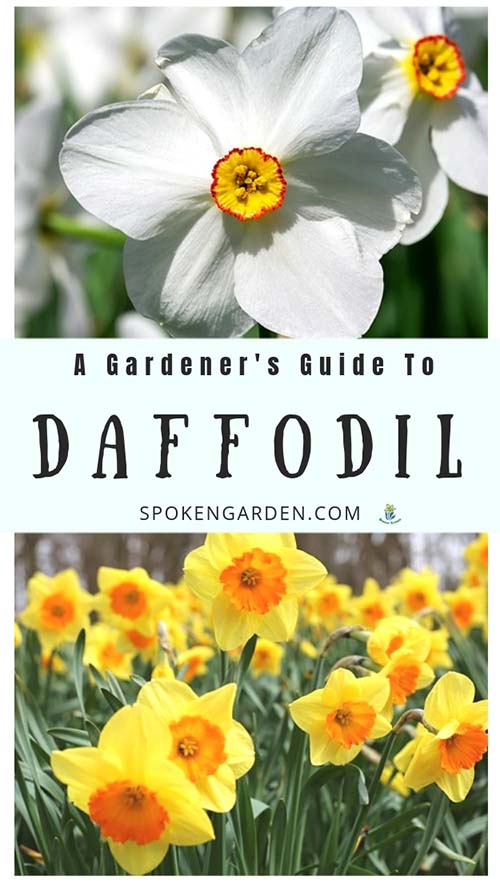 Daffodil plants are featured in Spoken Garden's Daffodil plant profile