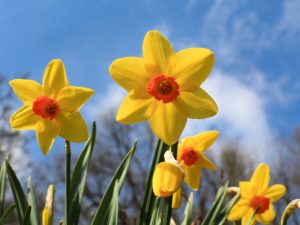 The Divine Daffodil: March Plant Profile, Spoken Garden