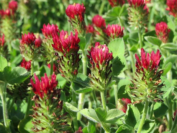 Crimson clover is a type of clover plant used for crop rotation as explained in Spoken Garden's 