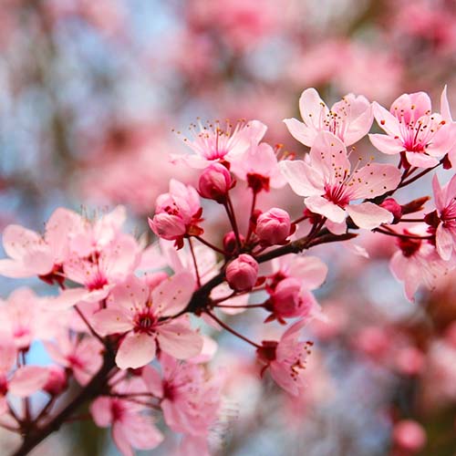 beautiful, pink spring garden blooms on a cherry tree