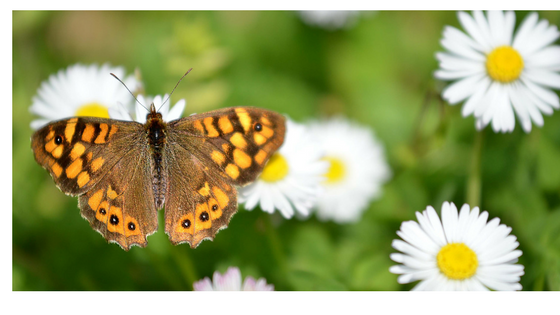 Butterflies are in our top 5 best pollinators list. Read our post to learn about other best pollinators, how to attract them to your garden, and why!