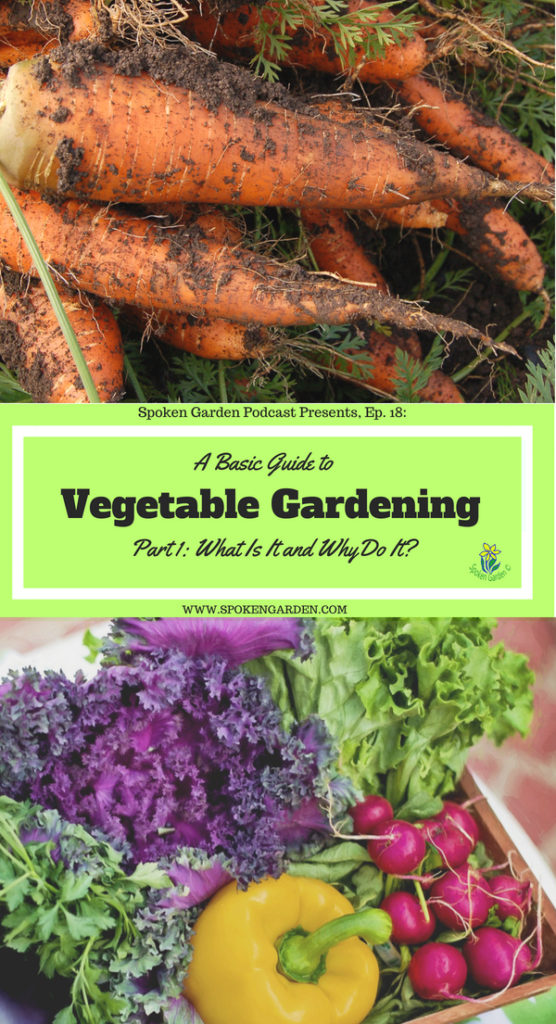 basic guide to veg gardening, part 1