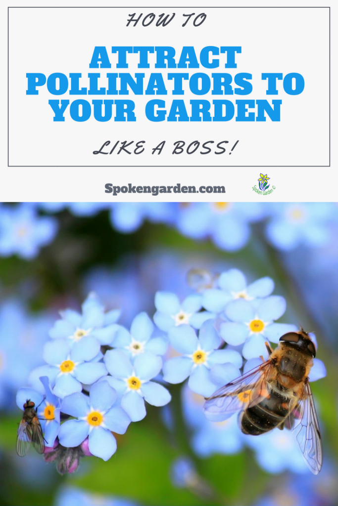 How to attract pollinators to your garden like a boss! Learn how with our 5 simple steps- Spoken Garden