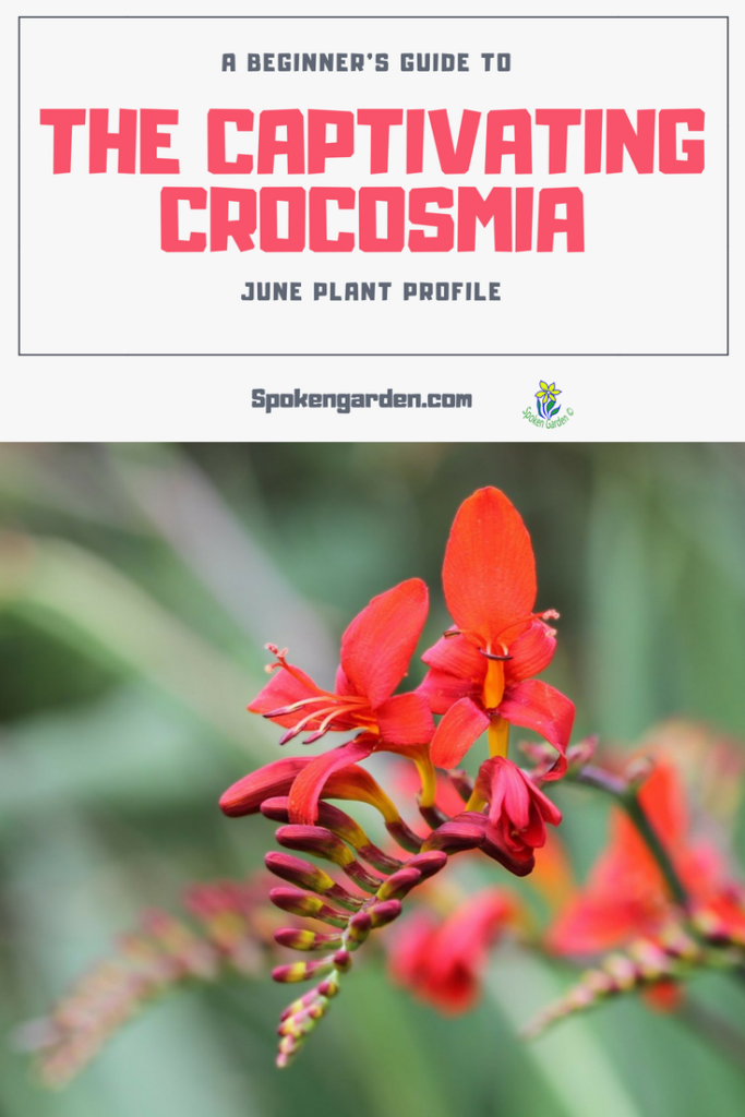 A beautiful, red Crocosmia plant is blooming. Crocosmia plant profile