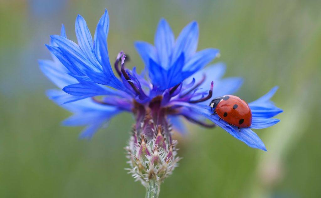 A Ladybug is a type of beetle and on our top 5 best pollinators list. They are not only pollinators but vicious predators of many garden pests, including aphids. Read more about our top 5 best pollinators on our post. 