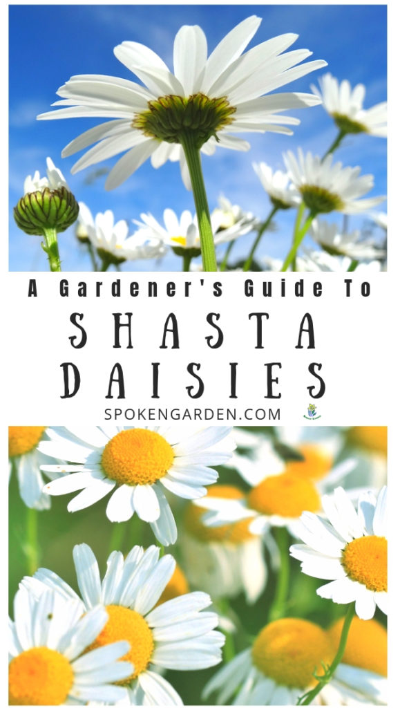 Shasta daisies with text overlay in Spoken Garden's post advertisement