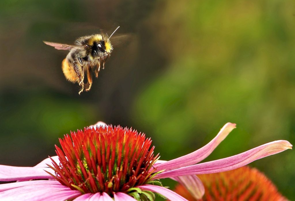 A bumblebee is considered one of our top 5 best pollinators for so many reasons. 