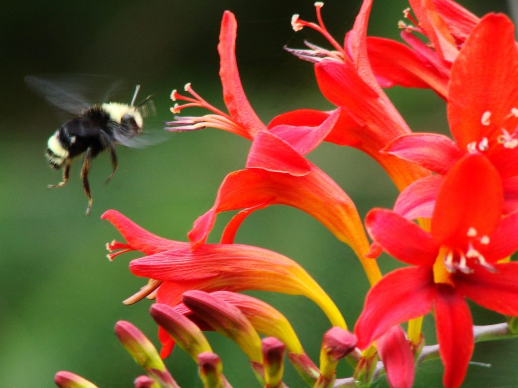 A bumblebee flies into a Crocosmia blossom to feed off its nectar in our Crocosmia plant profile.