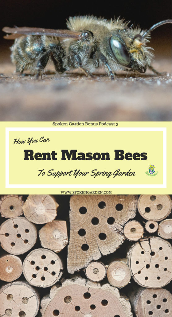 Bonus ep 3  Mason bees 1