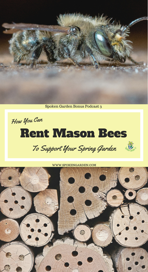 A mason bee resting on a table and an insect hotel perfect for renting mason bees