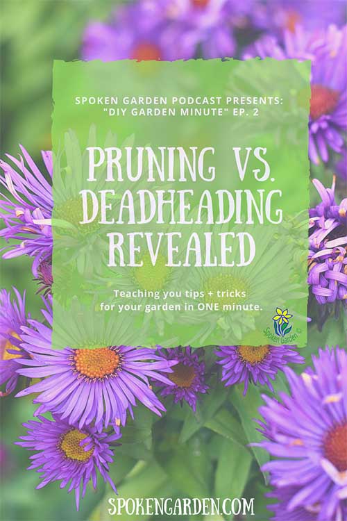 DIY garden minute- pruning vs. deadheading