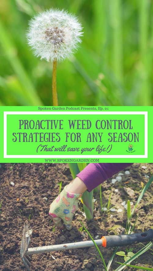 A single dandelion weed that has gone to seed and a woman weeding as part of our proactice weed control strategies for your garden. 