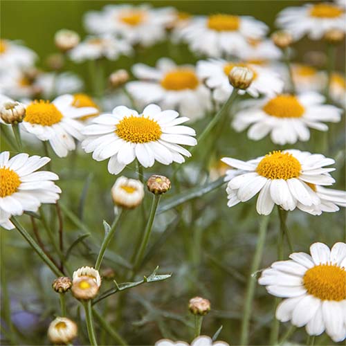 Group of wild Shasta Daisies in a field