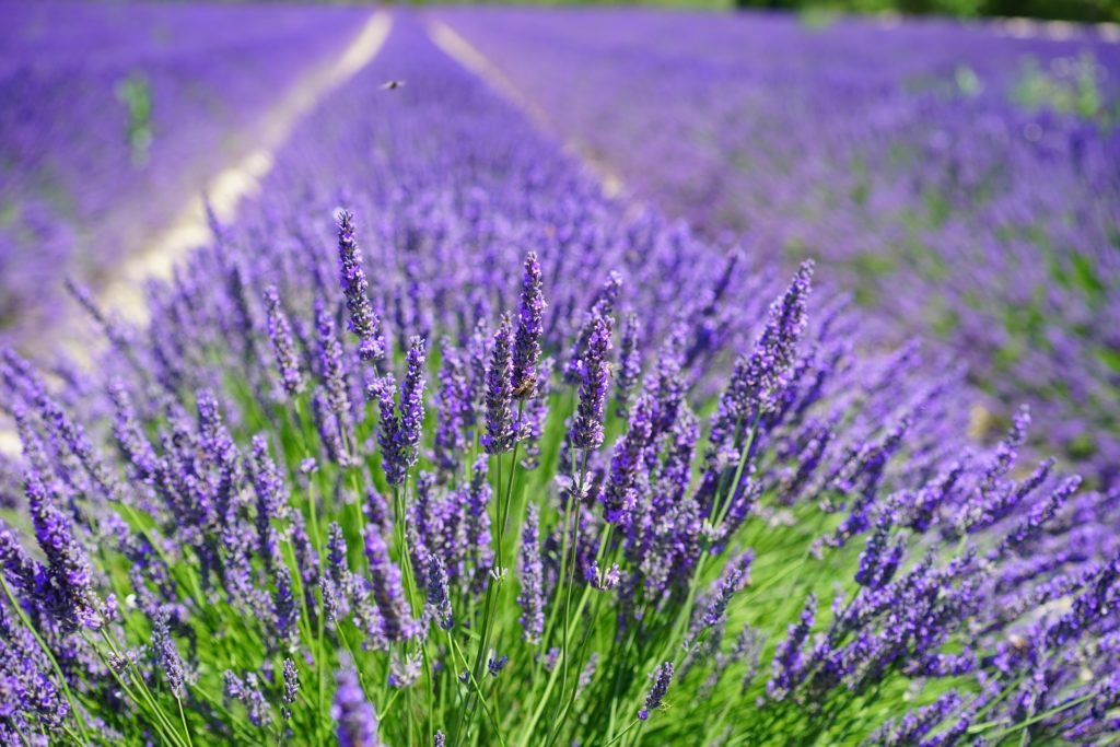 Add lavender around your yard for an instant herbal garden that invites pollinators to your outdoor entertaining area. 