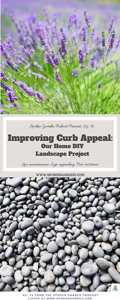 Lavender and rock mulch creating beautiful front yard curb appeal