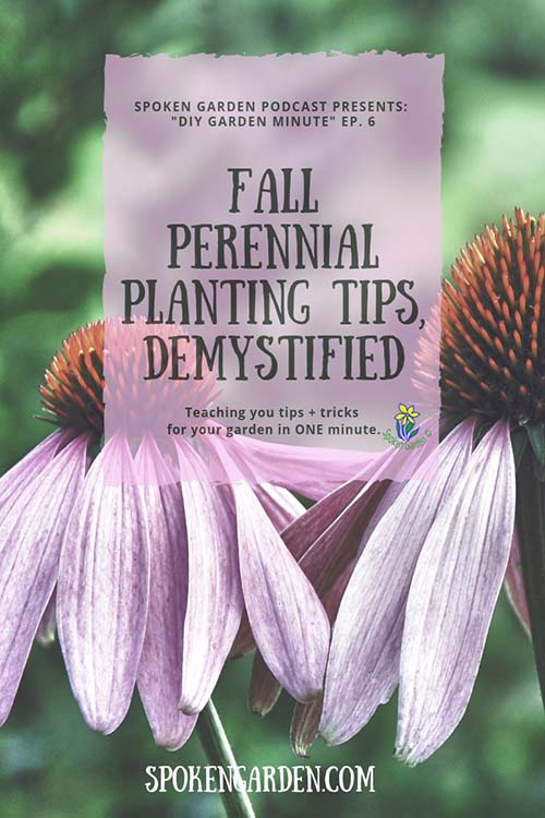 Two purple coneflowers that are examples of fall perennials