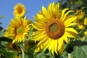 A large, yellow sunflower in front of a field of sunflowers are the highlight of this sunflower plant profile.