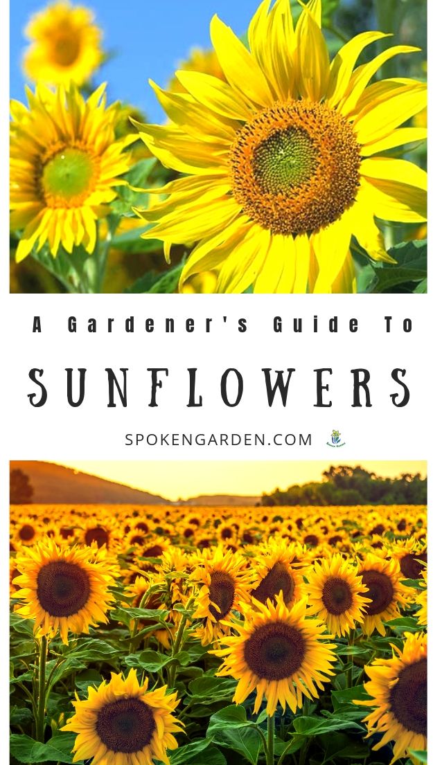 Sunflowers with text overlay advertised in Spoken Garden's plant profile post.