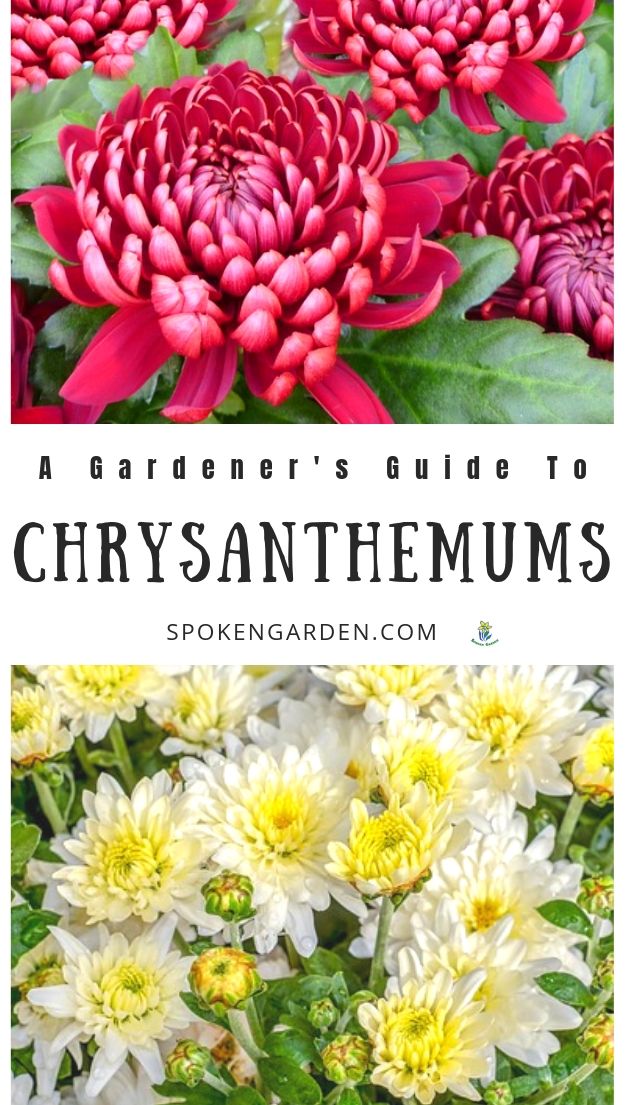 Chrysanthemum plants