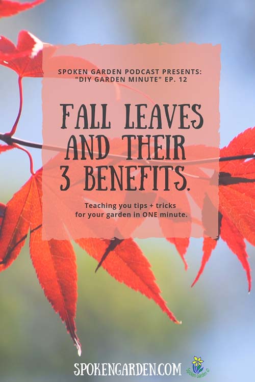 Ep. 12  Fall Leaves and Their Benefits2