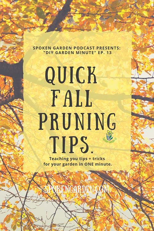 A maple tree in the fall season with large yellow and orange leaves in Spoken Garden's "Quick Fall Pruning Tips" advertisement