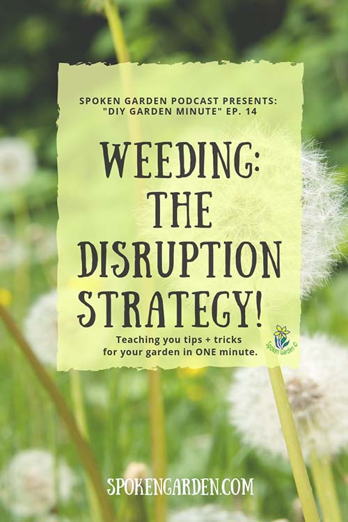 A field of dandelion weeds that have gone to seed in Spoken Garden's podcast advertisement for a weeding strategy