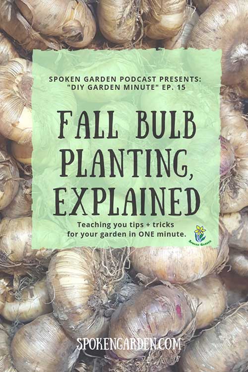 A bunch of flower bulbs wating to be planted in Spoken Garden's "Fall Bulb Planting" podcast advertisement.