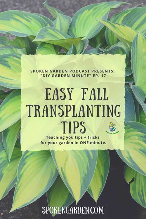 A beautiful green and yellow hosta in a garden bed as advertised in Spoken Garden's DIY Garden Minute "Easy Fall Transplanting Tips" podcast advertisement