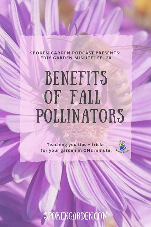 A large, purple flower with a honey bee in the center is featured on Spoken Garden's "Benefits of Fall Pollinators" podcast advertisement.