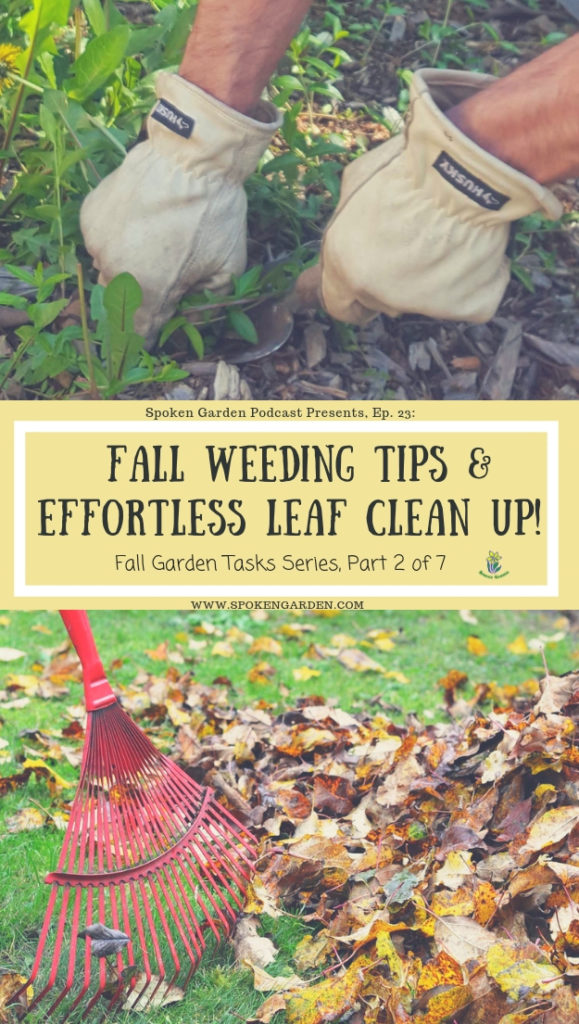 hands digging and removing unwanted plants or weeds, along with a rake being used to pile up fallen leaves on green grass.