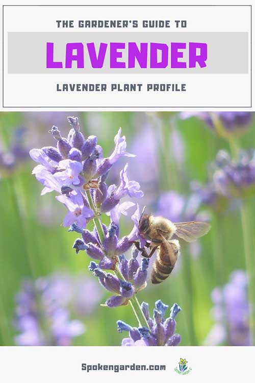 A single, purple, spiky lavender flower with a honey bee on it in front of a field of lavender in Spoken Garden's 