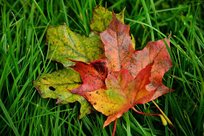 Colorful fall leaves are layered on top of green grass in Spoken Garden's "Top Fall Garden Tasks" post. 