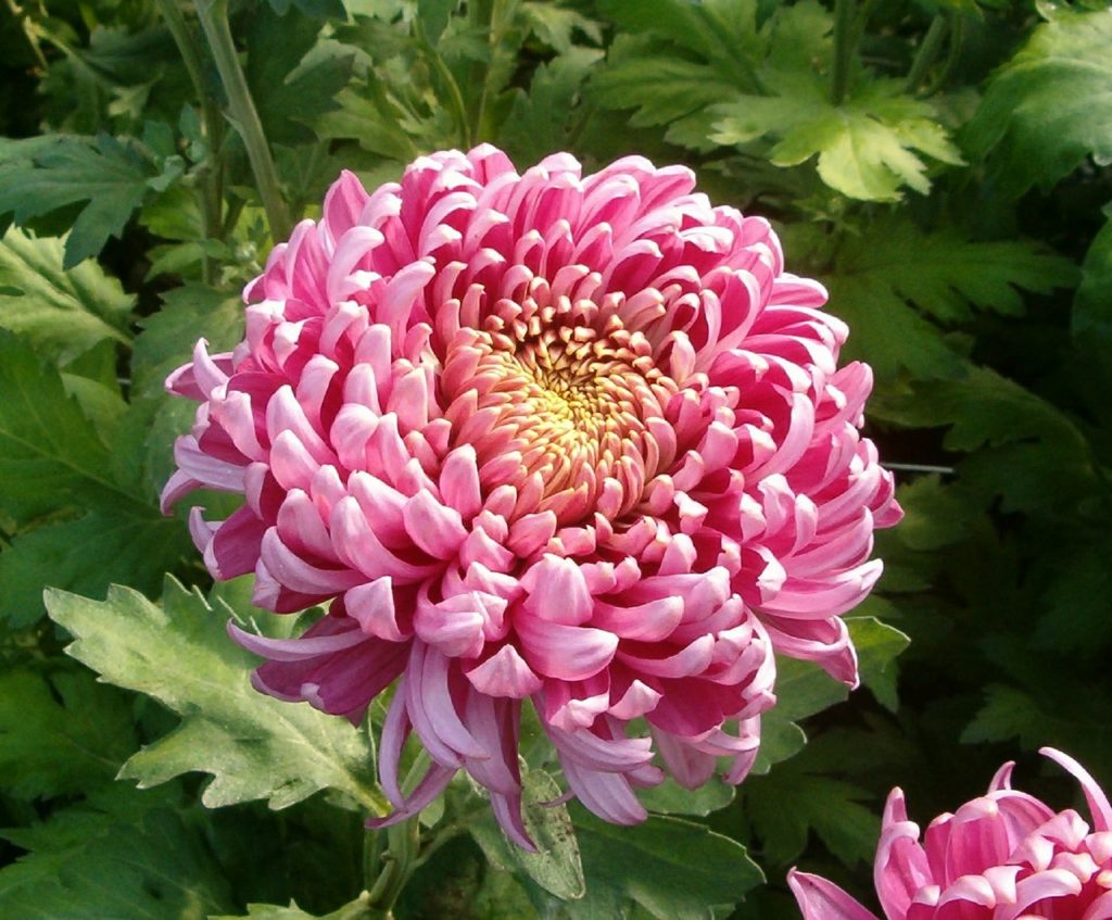 A large, pink chrysanthemum blossom in Spoken Garden's Chrysanthemum Plant Profile post. 