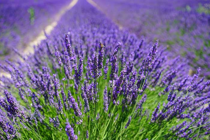 a bushy, purple lavender plant in the foreground of a field of lavender behind in Spoken Garden's Lavender plant profile, lavender. 