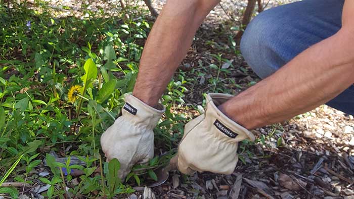 A man hand pulls weeds out of a garden bed in Spoken Garden's 