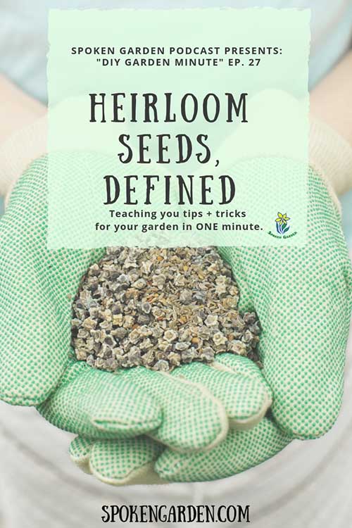 A gardener wearing green gardening gloves and holding vegetable seeds in Spoken Garden's "Heirloom Seeds, Defined" podcast advertisement