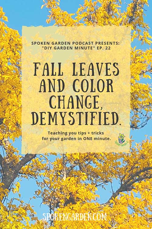 A beautiful fall tree with bright yellow leaves against a blue sky in Spoken Garden's "Fall Leaves and Color Change" podcast advertisement