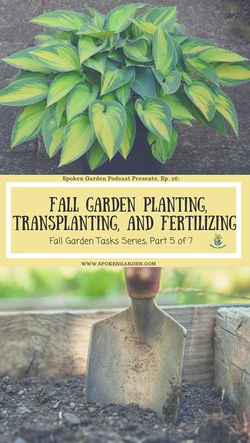 A large, green Hosta plant and a garden trowel in Spoken Garden's "Fall Garden Planting, Transplanting, and Fertilizing" podcast. 