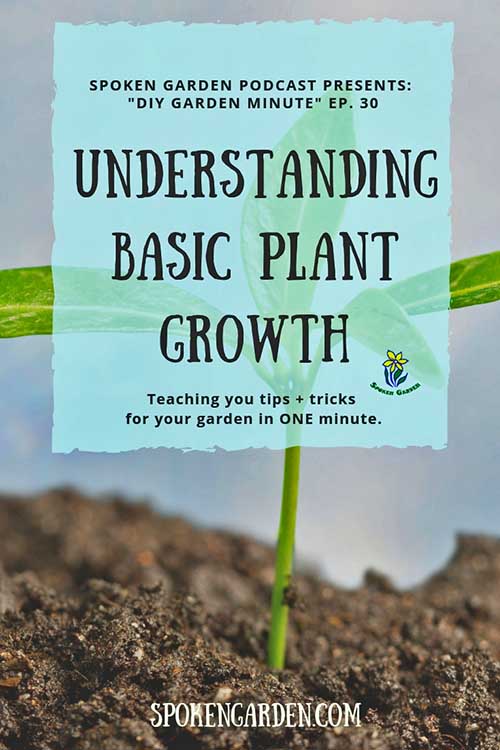 A young seedling is growing in the ground as advertised in Spoken Garden's "Understanding Basic Plant Growth" podcast