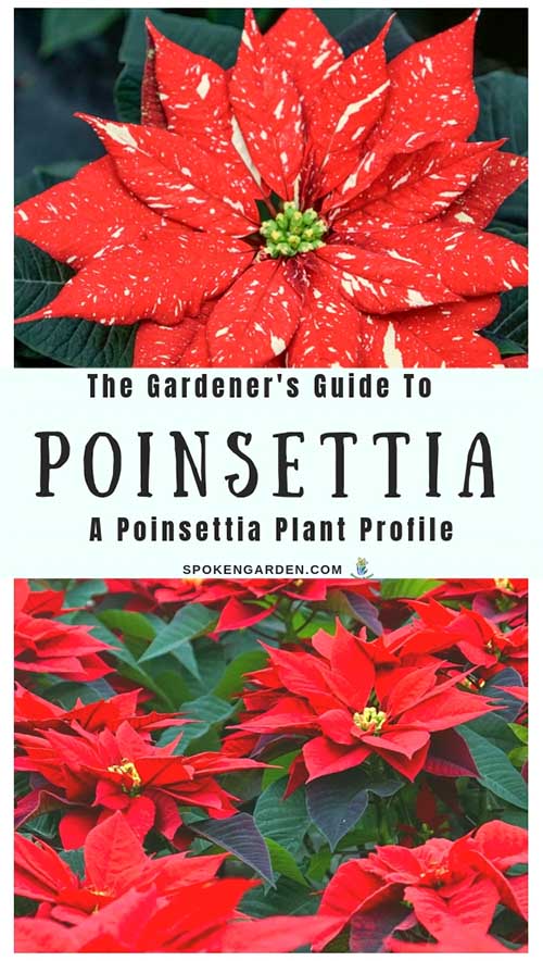 One vibrant, red poinsettia and a bunch of red poinsettia plants as advertised in Spoken Garden's 